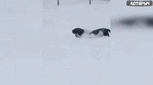 Смешные коты и собаки.