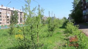 Братск станет еще зеленее