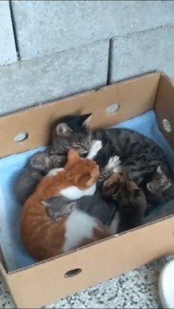 Рыжий котейка явно что - то попутал 🐈😻❤️😘