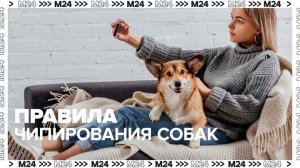 В Госдуме разработали правила обязательного чипирования собак - Москва 24