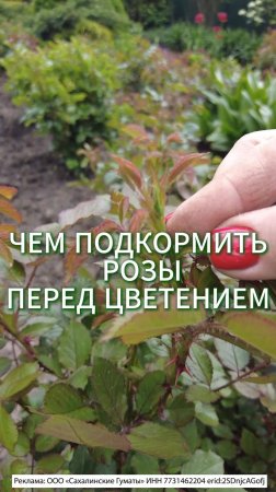 🌹 ПОДКОРМКА РОЗЫ ПЕРЕД ЦВЕТЕНИЕМ!