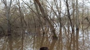 уровень реки Кинель