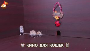 Видео для кошек про крысок развлекать питомцев 🐭🐀😂 (155)