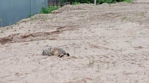 Будни кота Фомки