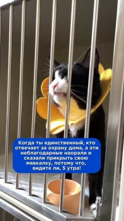 Когда ты единственный, кто отвечает за охрану дома, а эти неблагодарные наорали