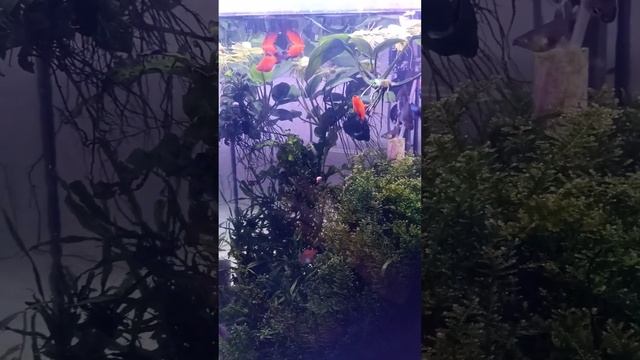 Пецилія редиска / Parsley radish смотреть онлайн