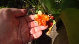 Выросла смешная клубничка. Навестила нас Любаша. Борис профи по капусте.