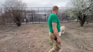Белые тигры
