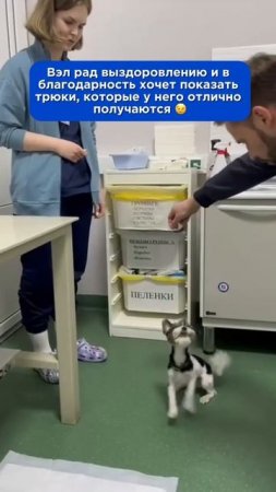 Знакомьтесь это Бивер-йоркширский терьер по имени Вэл
