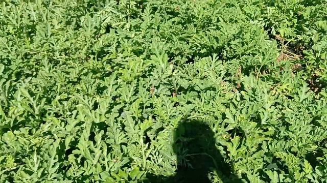 Бахча 🍉 на 53 день после высадки рассады смотреть онлайн