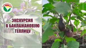 Экскурсия в баклажановые теплицы