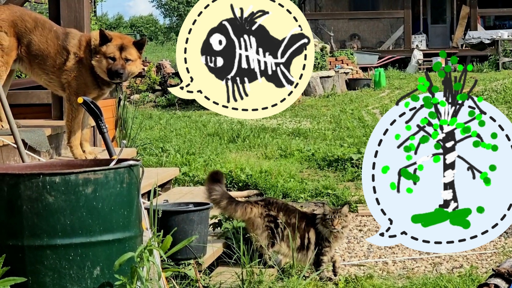 Пёс Кубик ждёт магазин с рыбами, кошка Морошка держит берёзу, я показываю цветочки в Лохматом саду