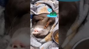 Жизнь хороша и жить хорошо!)