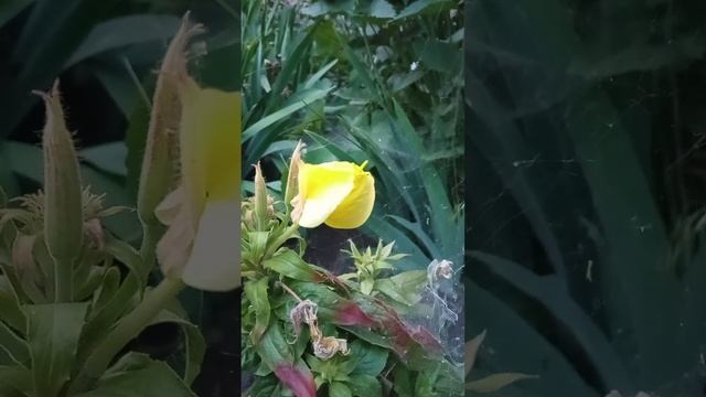 Псалми. Пс 90. смотреть онлайн