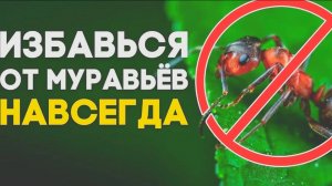 КАК ИЗБАВИТЬСЯ ОТ МУРАВЬЕВ В ДОМЕ И В САДУ