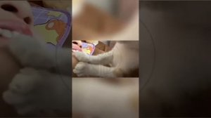 ODDoPOkS--c - Funny Pets. Funny Cat Reactions to Smell 🐱😺🤣🐈⬛#shorts #animals #cat #funny #pets