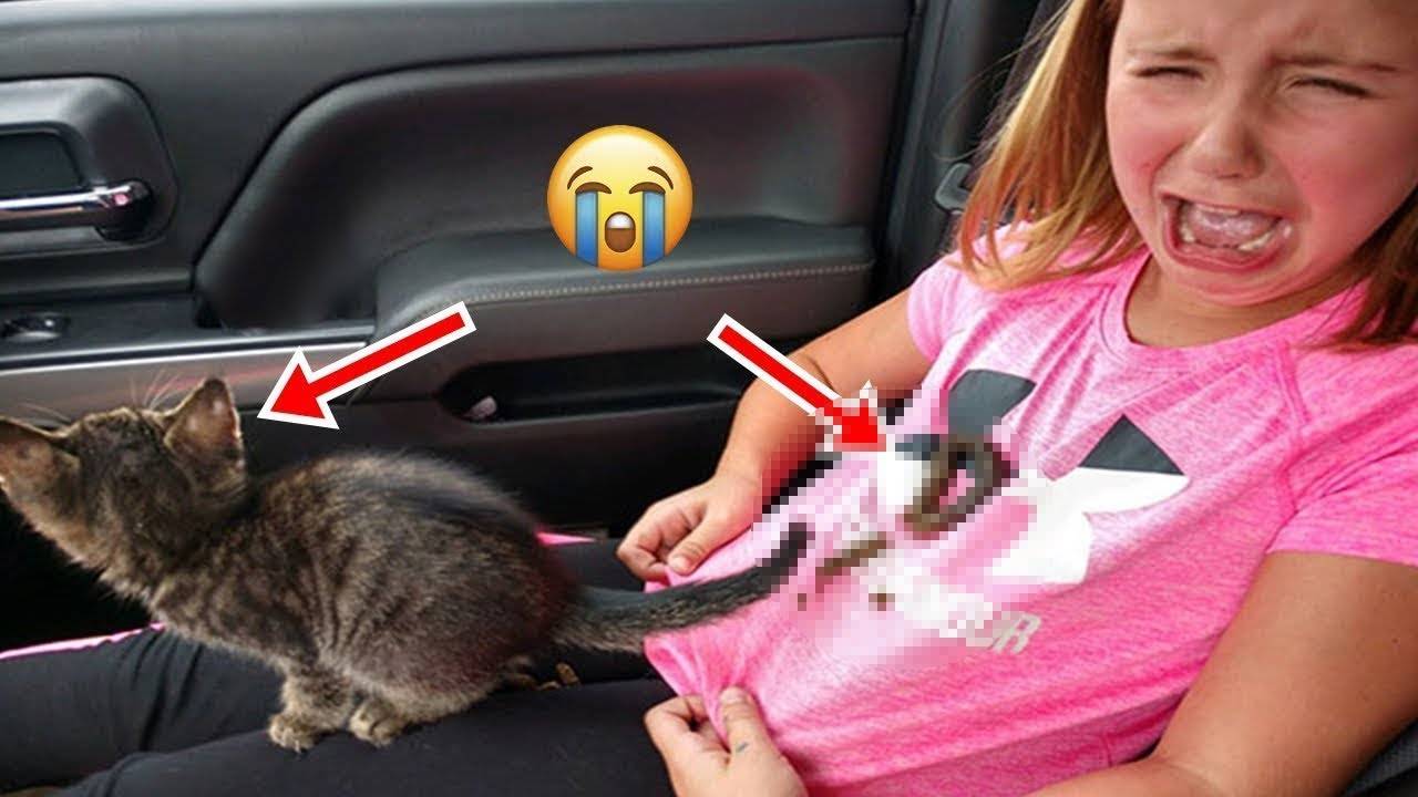 😂БЕССТЫЖИЕ ЖИВОТНЫЕ КОТОРЫЕ ПЕРЕШЛИ ВСЕ ГРАНИЦЫ СМЕШНЫЕ КОТЫ, КОШКИ и СОБАКИ