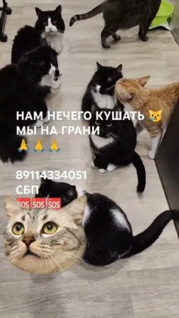 ЧЕЛОВЕК ПОМОГИ 🙏🆘