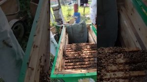 Посадка пчелиного роя в улей