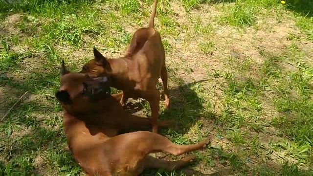 Игры тайских риджбеков (любовь Икара) смотреть онлайн