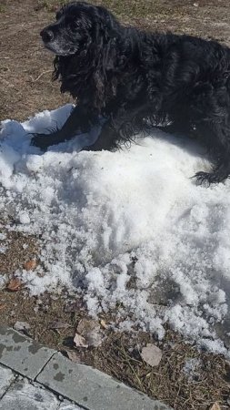 собачка прощается со снегом.