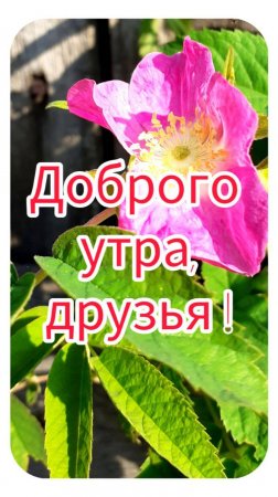 Доброго утра, друзья!