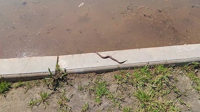 Змея смотреть онлайн