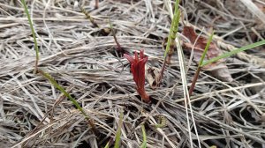 2025.06.11. Норильские окрестности. Весна прогрессирует.