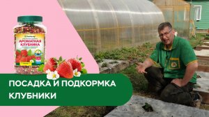 Пересадка и подкормка клубники_Ароматная клубника