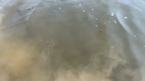 Температура воды 11.06.2025 (Соленое озеро Завьялово)