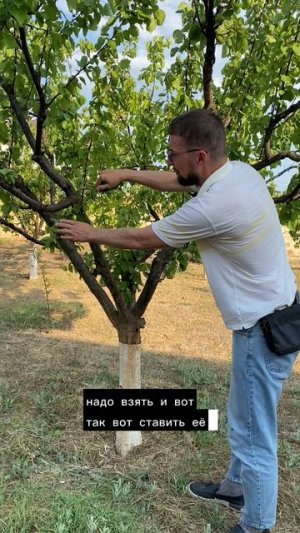 Что делать с жировыми побегами на абрикосе
