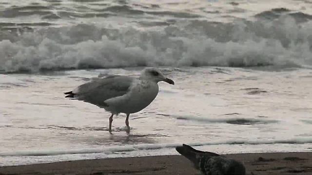Важный птиц смотреть онлайн