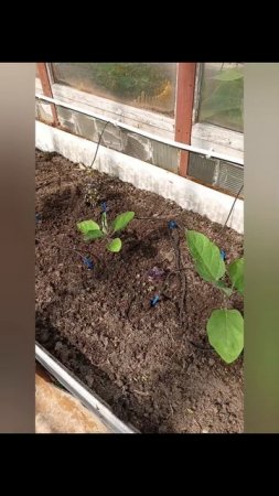 Рассада в теплицах 🌱