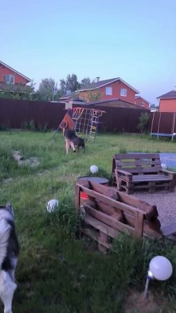 Мышечная пёсья