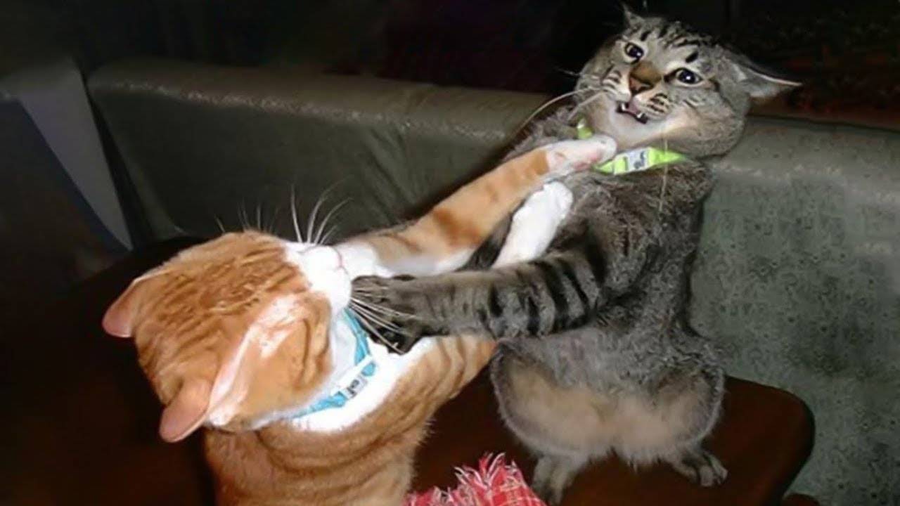 СМЕШНЫЕ КОТЫ 😂 ЛУЧШИЕ ПРИКОЛЫ ПРО ЖИВОТНЫХ