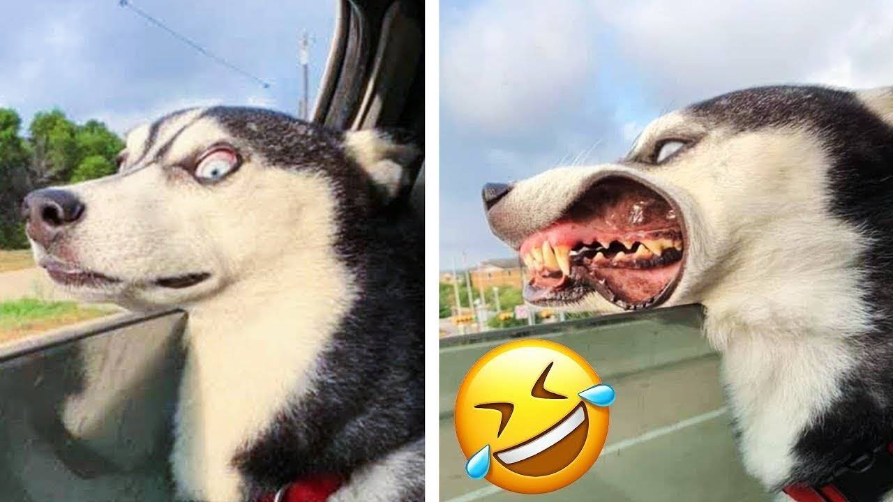😂ПРИКОЛЫ С ЖИВОТНЫМИ СМЕШНЫЕ КОТЫ и СОБАКИ