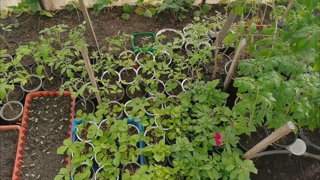 Укрываю все от заморозка в огороде и теплице! Подготов смотреть онлайн