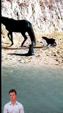 PbaP_0BRRWM - ＂Canine Courage Ends in Sudden Siesta＂ #shorts #animals #wildlife #duet #viral