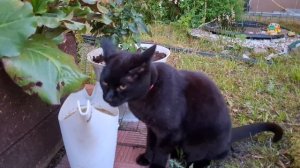 Неважно, сколько ест кот — мышь в доме будет! 😹