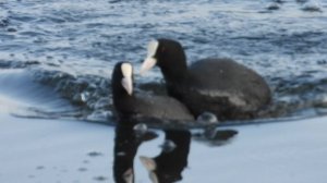 Лысуха спаривание, цыплята рядом, наблюдение птиц в Новгородской области 11.06.2025