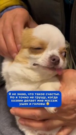 Как вы думаете, а в какие моменты ваши питомцы безмерно счастливы?