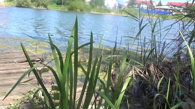 Очищаю воду от тины. Мое приспособление😉  #озеро #дача #рыбалка