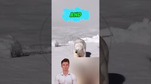 QN2j15xc4ZM - ＊＊＂Arctic Showdown： When Wolves Challenge the Polar Bear＂＊＊ #shorts #wildlife #animals