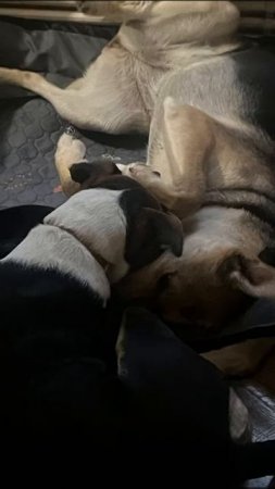 11-06-2025 якутята и не только, пристраиваеися в семью