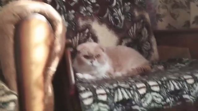 Сердитый котик Кузя