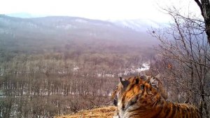 «Ругань» вороны на тигра