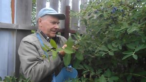 СБОР ЖИМОЛОСТИ ПРОПОЛКА