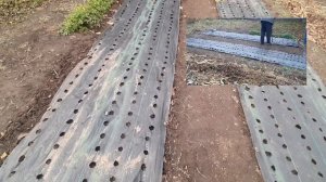 посадка чеснока в агроткань