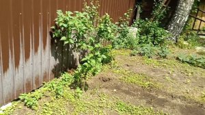 10-06-2025  как и чем я удобряла смородину, чеснок и другие культуры в открытом грунте.