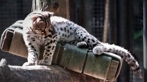 У бесстрашного котенка маргая нет преград! За новыми приключениями вместе с мамой!